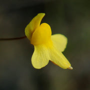 Zigzag Bladderwort Seeds