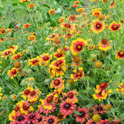 Blanket Flower Seeds – Gaillardia aristata