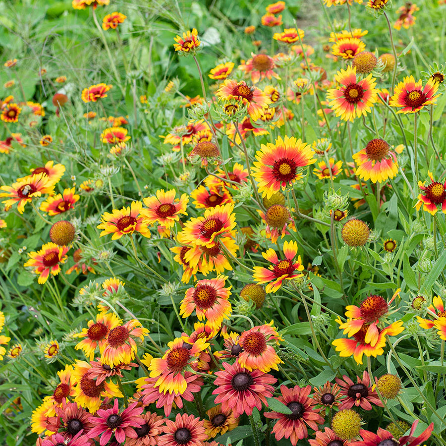 Blanket Flower Seeds – Gaillardia aristata