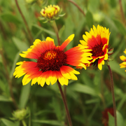 Gaillardia Blanket Seeds