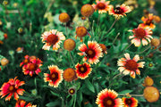 Gaillardia Blanket Seeds