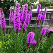 Liatris Spicata Blazing Star Seeds