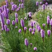 Liatris Spicata Blazing Star Seeds