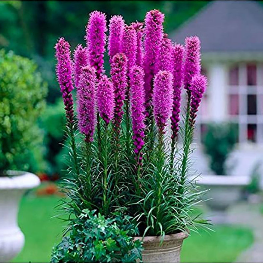 Liatris Spicata Blazing Star Seeds