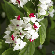 Vine Clerodendrum Thomsoniae Seeds