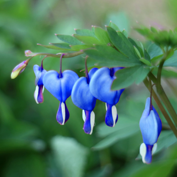 Blue Bleeding Heart Seeds