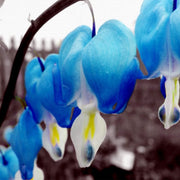 Blue Bleeding Heart Seeds