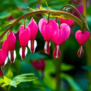 Yellow Seeds, Dicentra spectabilis