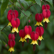 Rare Red Yellow Bleeding Heart Seeds