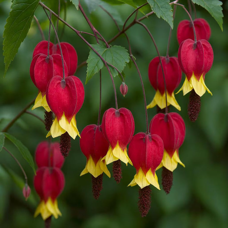 Rare Red Yellow Bleeding Heart Seeds