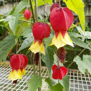 Rare Red Yellow Bleeding Heart Seeds