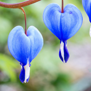 Blue Bleeding Heart Seeds