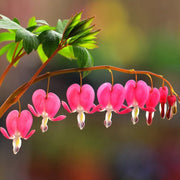Yellow Seeds, Dicentra spectabilis