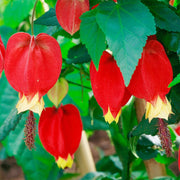 Rare Red Yellow Bleeding Heart Seeds