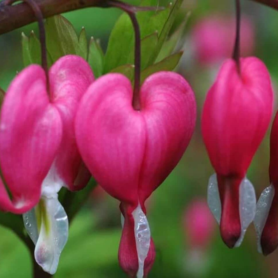 Wildflower Mix Bleeding Heart Seeds