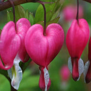 Wildflower Mix Bleeding Heart Seeds