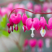 Wildflower Mix Bleeding Heart Seeds