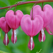 Wildflower Mix Bleeding Heart Seeds