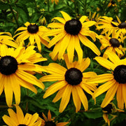 Goldeneye Rudbeckia Seeds