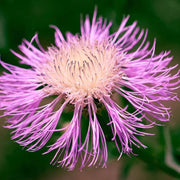 American Centaurea Basketflower Seeds