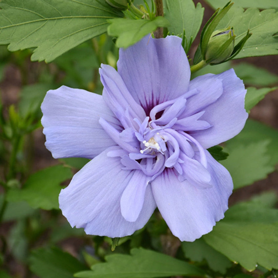 Blue Rose of Sharon Seeds