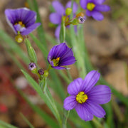 Perennial Blue-Eyed Seeds