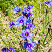 Perennial Blue-Eyed Seeds
