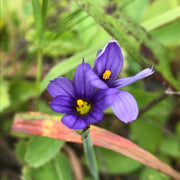 Perennial Blue-Eyed Seeds