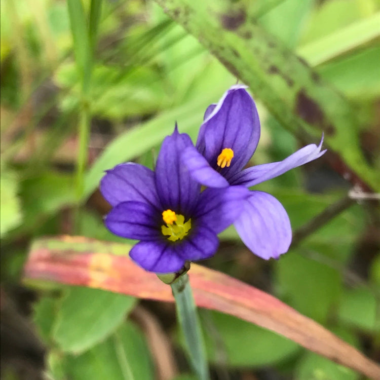 Perennial Blue-Eyed Seeds