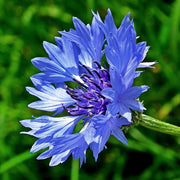 Light Blue Cornflower Seeds