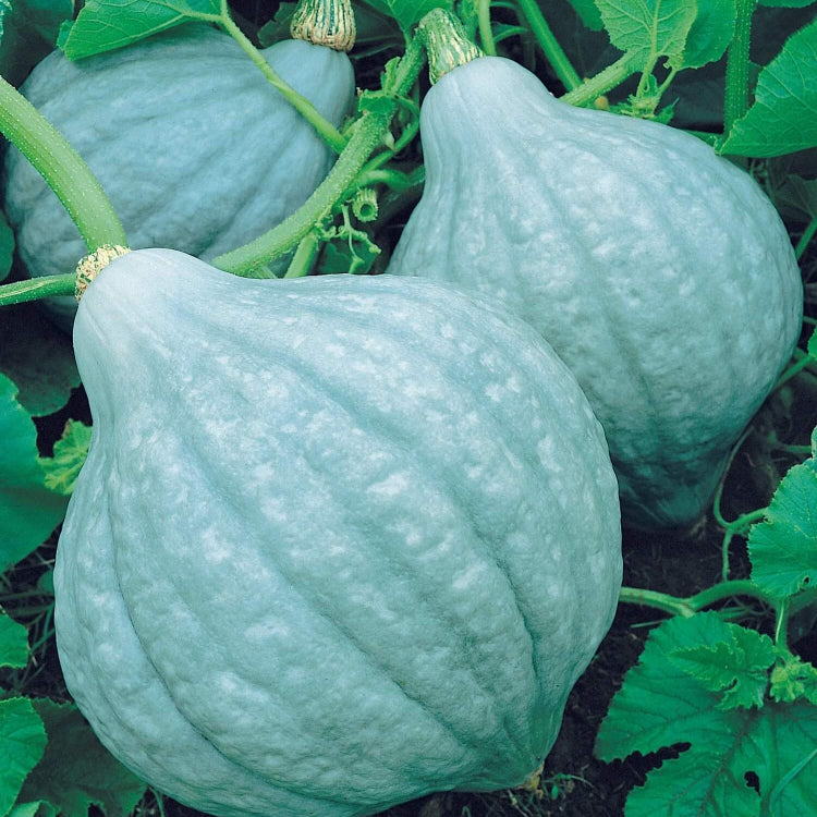 Table King Acorn Squash Seeds