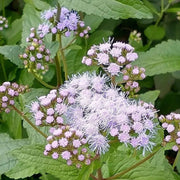 Blue Hardy Ageratum Mistflower Seeds