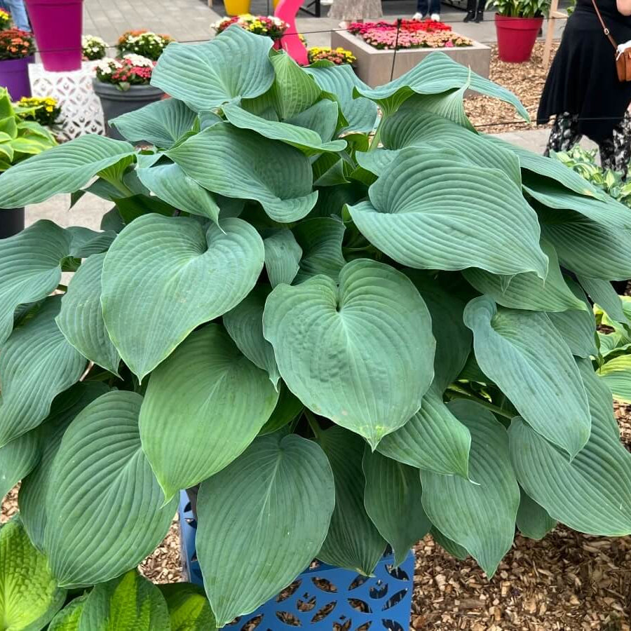 Blue Angel Hosta Seeds - Flower Plant