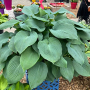 Blue Angel Hosta Seeds - Flower Plant