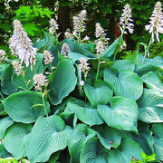 Blue Angel Hosta Seeds - Flower Plant