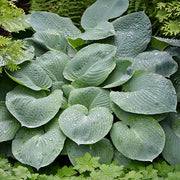 Blue Angel Hosta Seeds - Flower Plant
