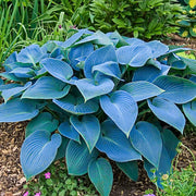 Blue Angel Hosta Seeds - Flower Plant
