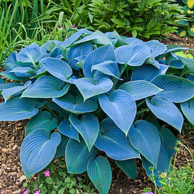 Blue Angel Hosta Seeds - Flower Plant
