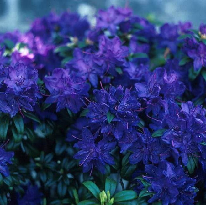 Blue Azalea Seeds - Flower Plant