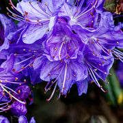 Blue Azalea Seeds - Flower Plant