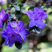 Blue Azalea Seeds - Flower Plant