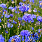 Bachelor Button Seeds – Centaurea cyanus