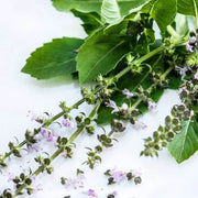 Aromatic Blue Basil Seeds, Herbal
