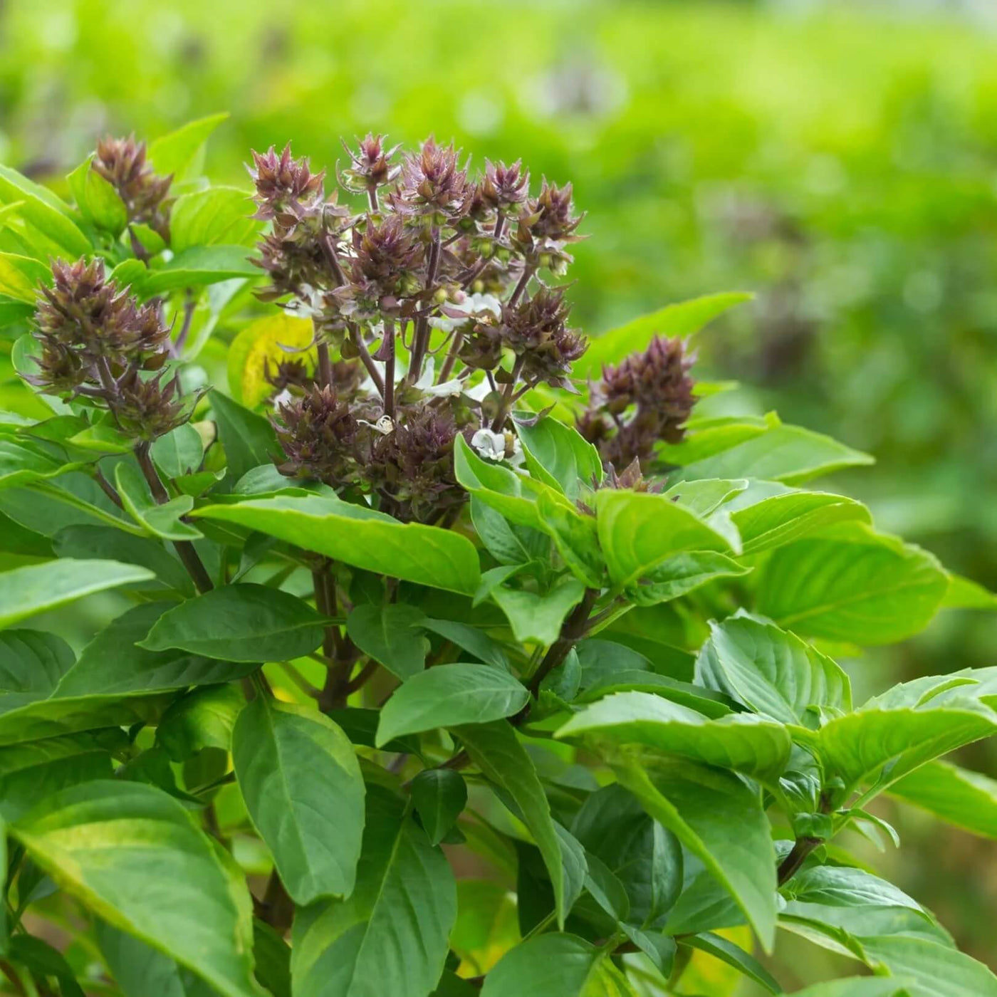 Aromatic Blue Basil Seeds, Herbal