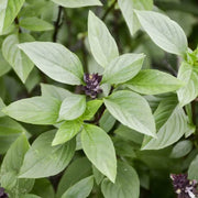 Aromatic Blue Basil Seeds, Herbal