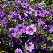 Blue Calibrachoa Seeds - Flower Plant