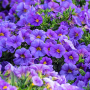 Blue Calibrachoa Seeds - Flower Plant