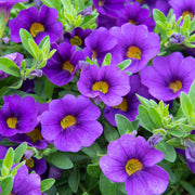 Blue Calibrachoa Seeds - Flower Plant