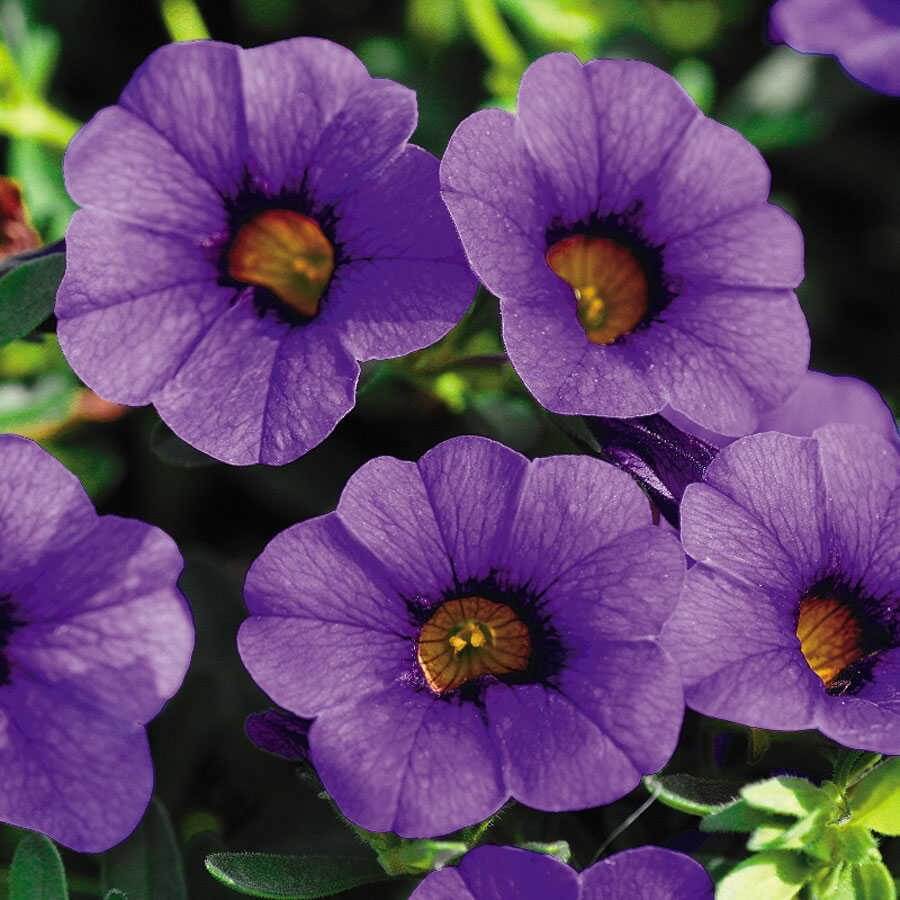 Blue Calibrachoa Seeds - Flower Plant