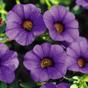 Blue Calibrachoa Seeds - Flower Plant